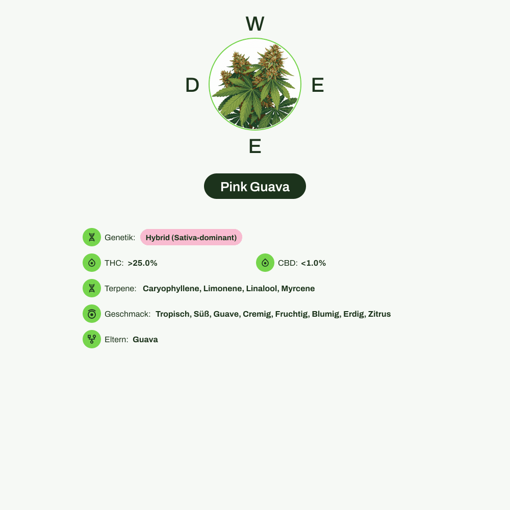 Infografik über THC-Gehalt, CBD-Gehalt, Terpene, Wirkungen, Geschmack von Pink Guava