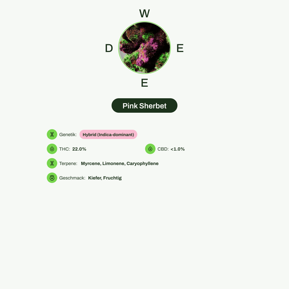 Infografik über THC-Gehalt, CBD-Gehalt, Terpene, Wirkungen, Geschmack von Pink Sherbet