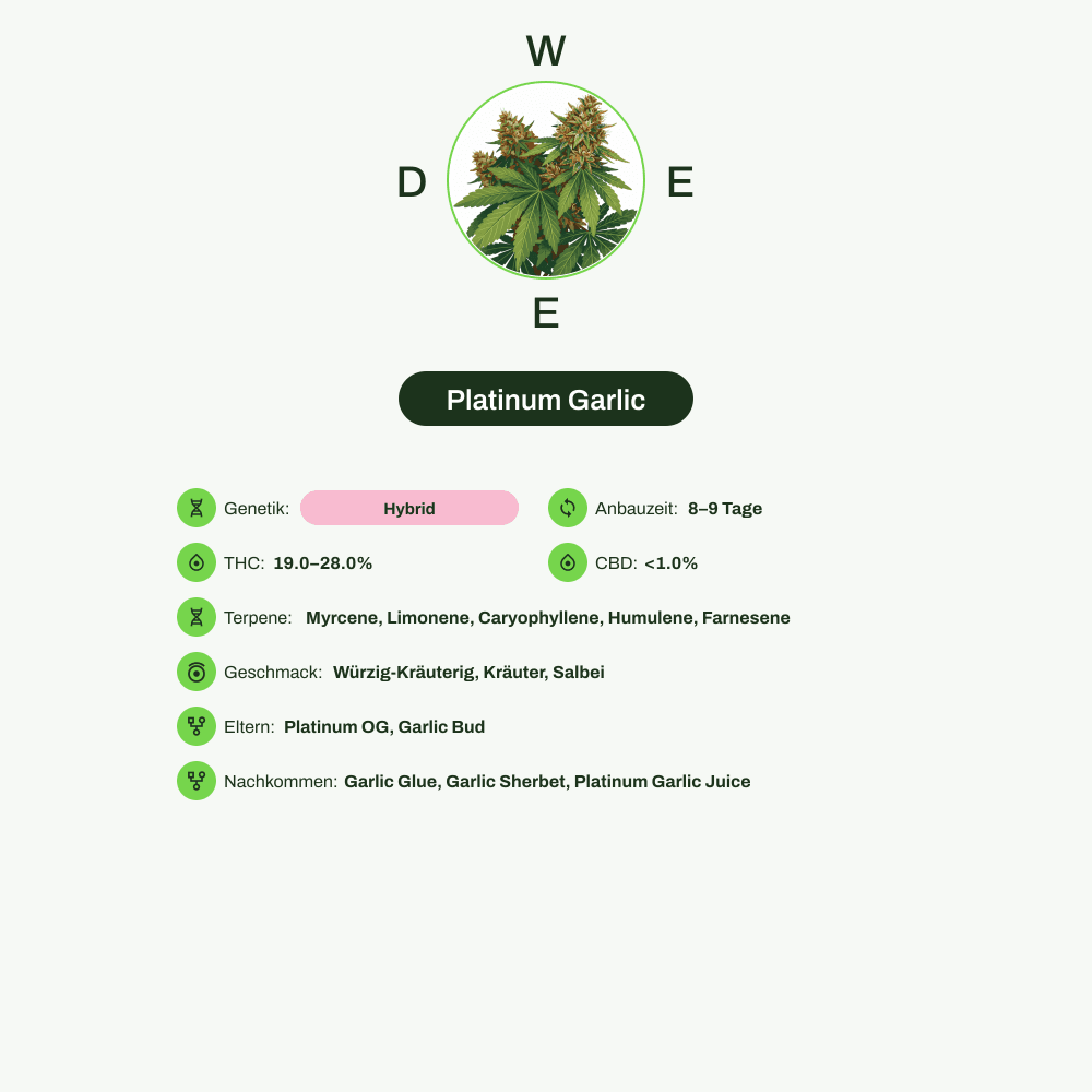 Infografik über THC-Gehalt, CBD-Gehalt, Terpene, Wirkungen, Geschmack von Platinum Garlic