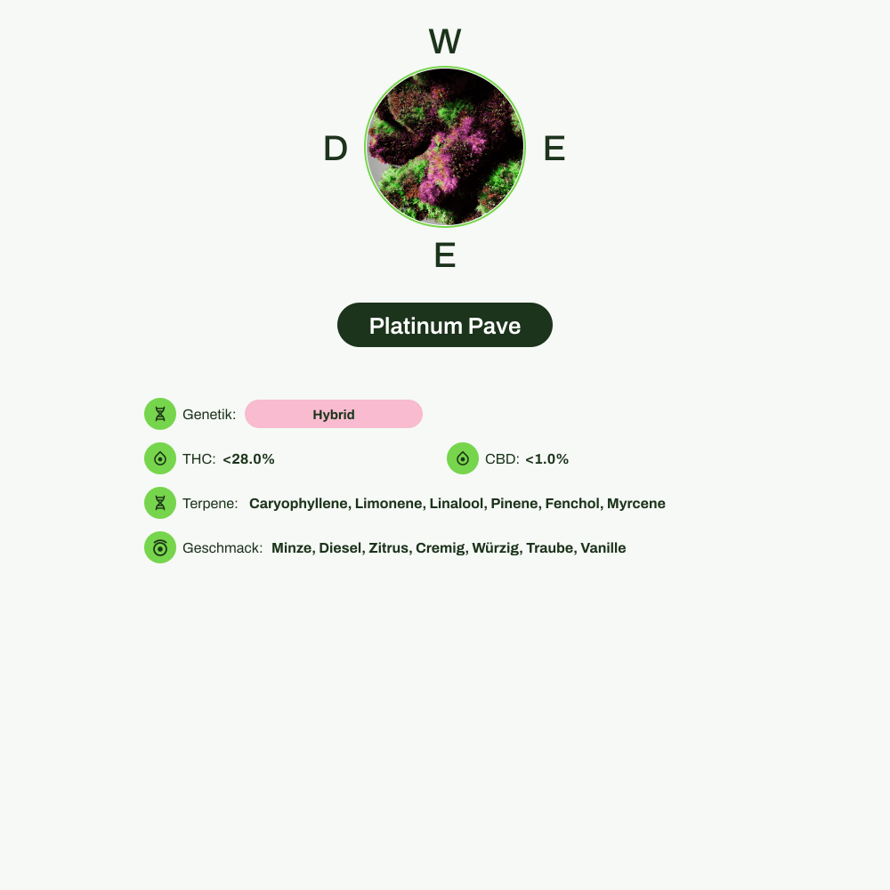Infografik über THC-Gehalt, CBD-Gehalt, Terpene, Wirkungen, Geschmack von Platinum Pave