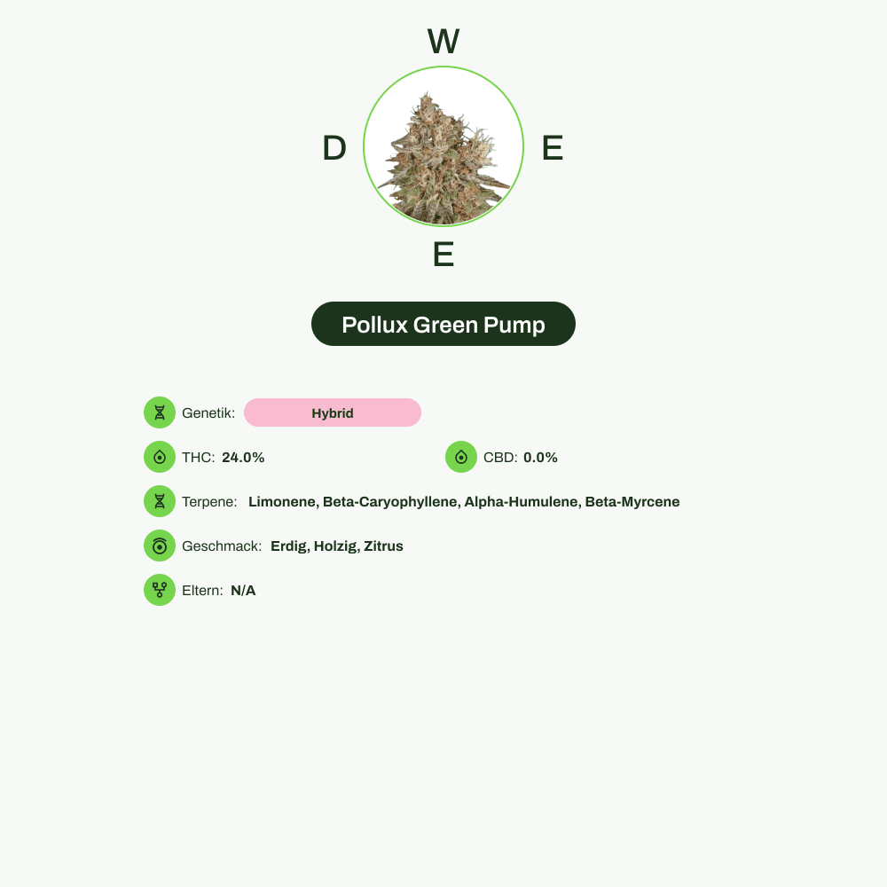 Infografik über THC-Gehalt, CBD-Gehalt, Terpene, Wirkungen, Geschmack von Pollux Green Pump