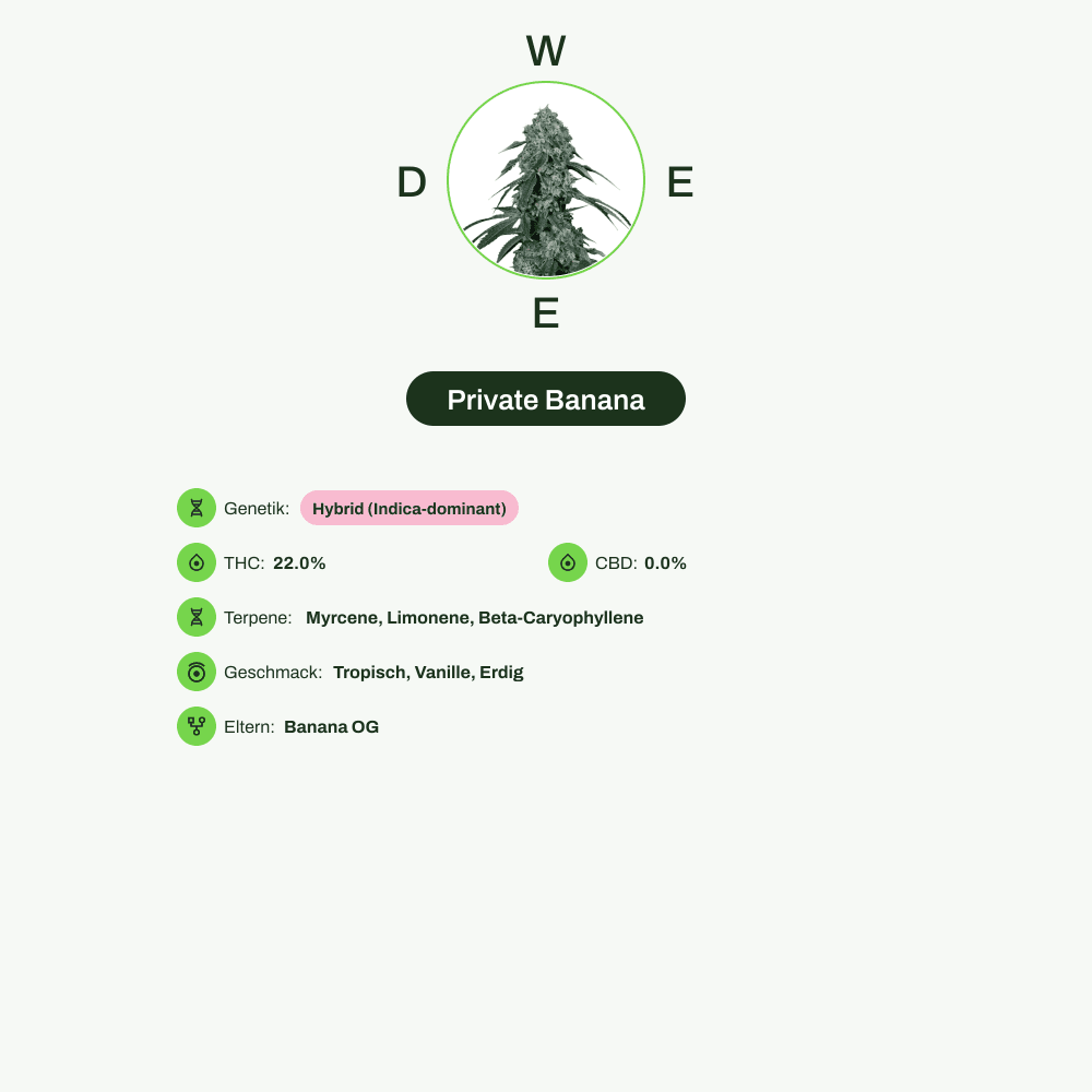 Infografik über THC-Gehalt, CBD-Gehalt, Terpene, Wirkungen, Geschmack von Private Banana