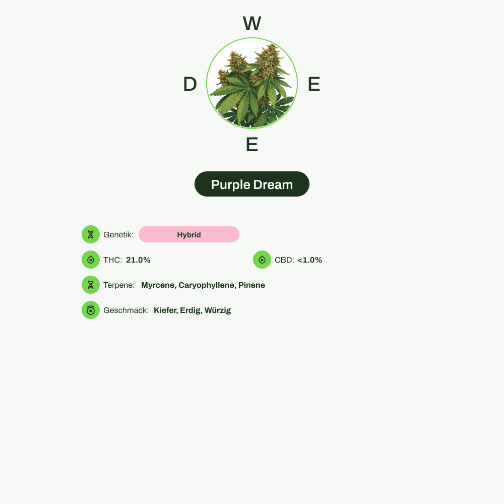 Infografik über THC-Gehalt, CBD-Gehalt, Terpene, Wirkungen, Geschmack von Purple Dream
