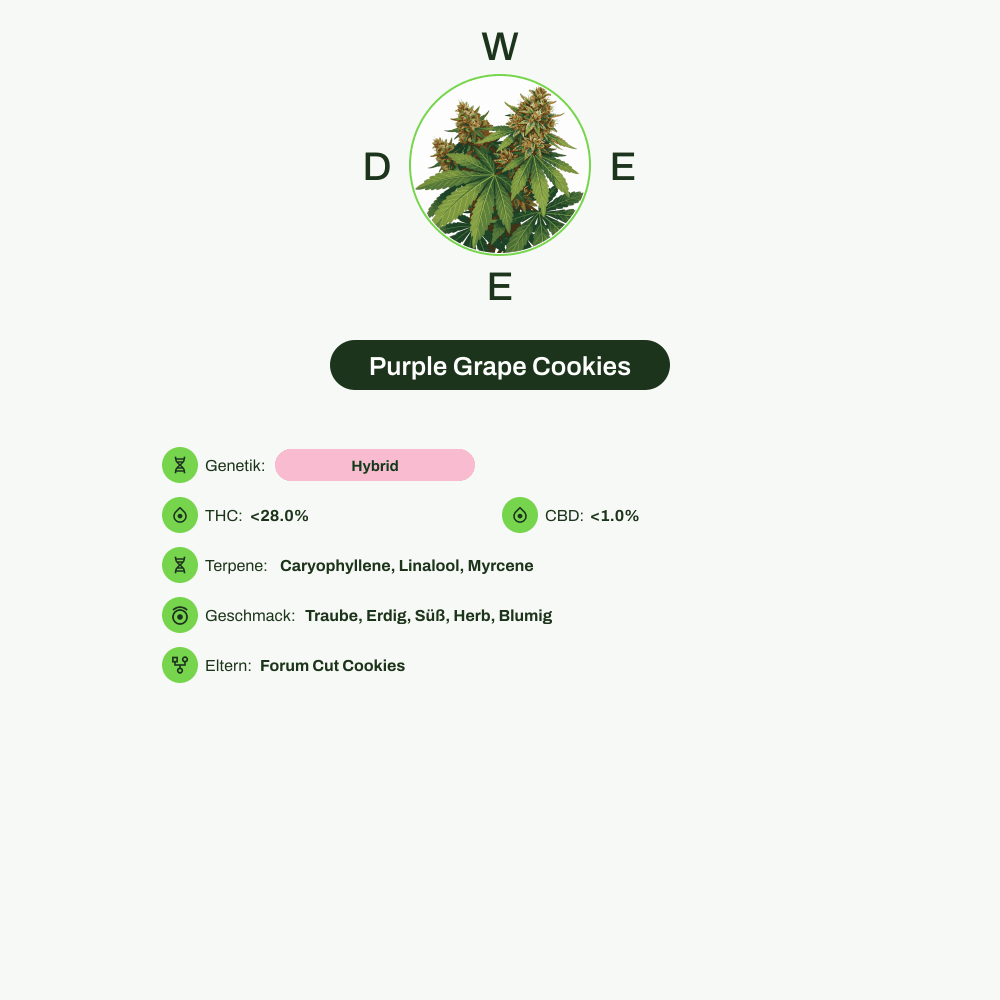 Infografik über THC-Gehalt, CBD-Gehalt, Terpene, Wirkungen, Geschmack von Purple Grape Cookies