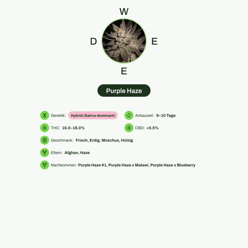 Infografik über THC-Gehalt, CBD-Gehalt, Wirkungen, Geschmack von Purple Haze