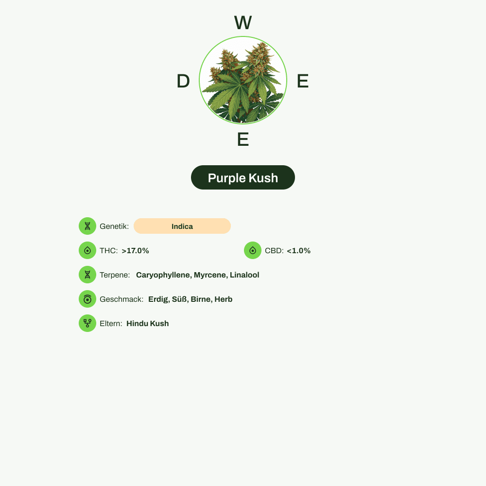 Infografik über THC-Gehalt, CBD-Gehalt, Terpene, Wirkungen, Geschmack von Purple Kush