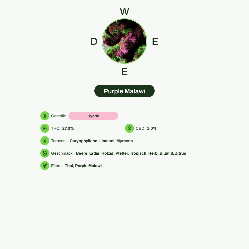 Infografik über THC-Gehalt, CBD-Gehalt, Terpene, Wirkungen, Geschmack von Purple Malawi