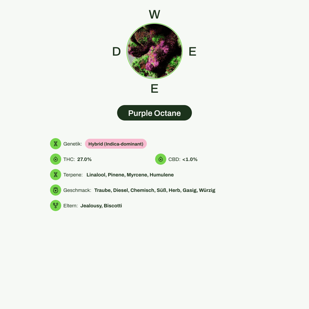 Infografik über THC-Gehalt, CBD-Gehalt, Terpene, Wirkungen, Geschmack von Purple Octane
