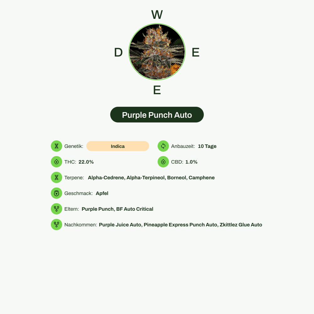 Infografik über THC-Gehalt, CBD-Gehalt, Terpene, Wirkungen, Geschmack von Purple Punch Auto