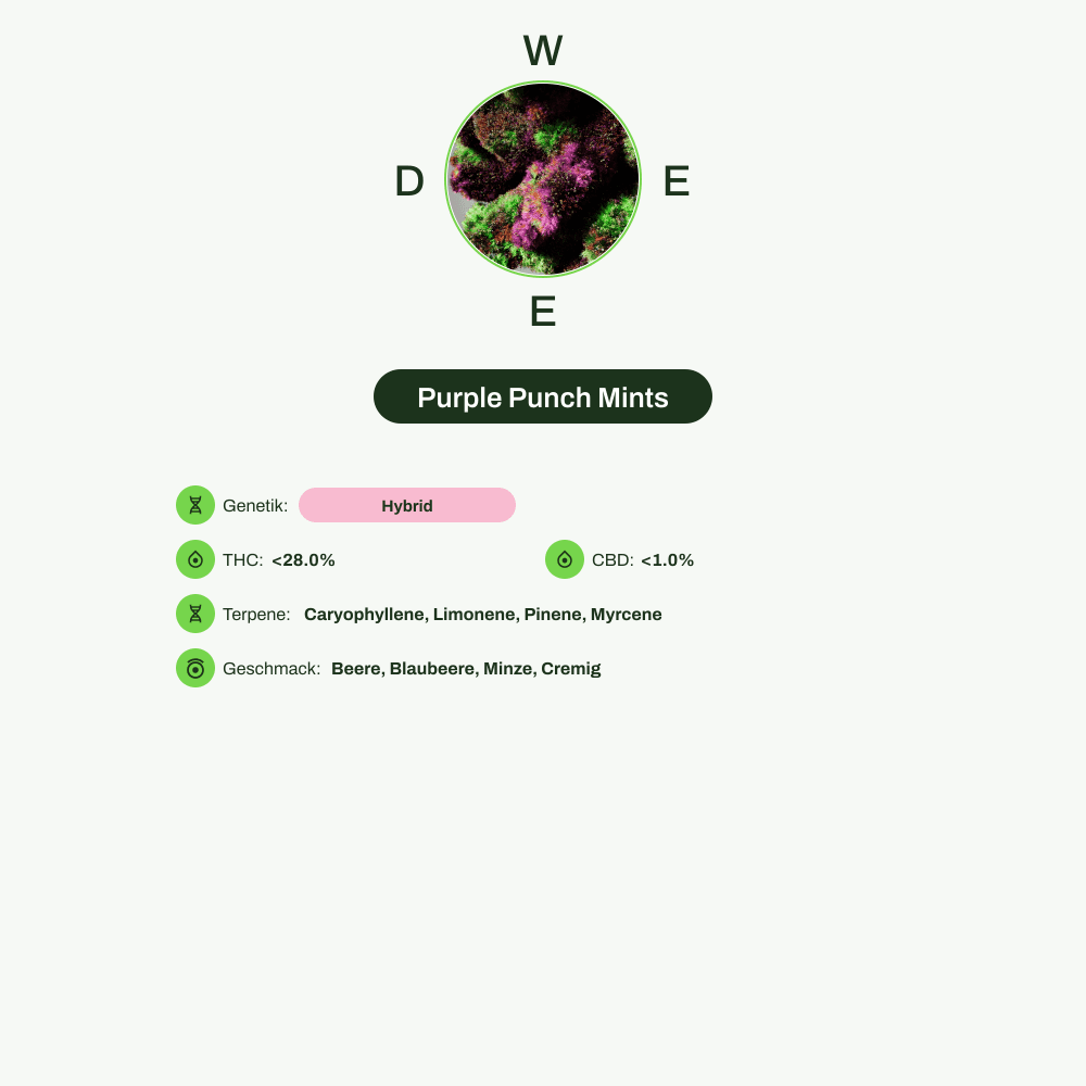 Infografik über THC-Gehalt, CBD-Gehalt, Terpene, Wirkungen, Geschmack von Purple Punch Mints