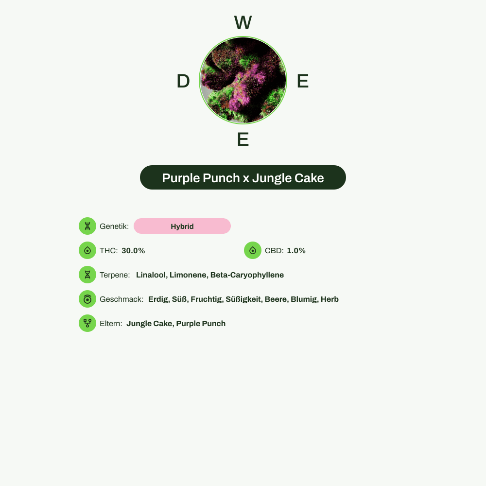 Infografik über THC-Gehalt, CBD-Gehalt, Terpene, Wirkungen, Geschmack von Purple Punch x Jungle Cake