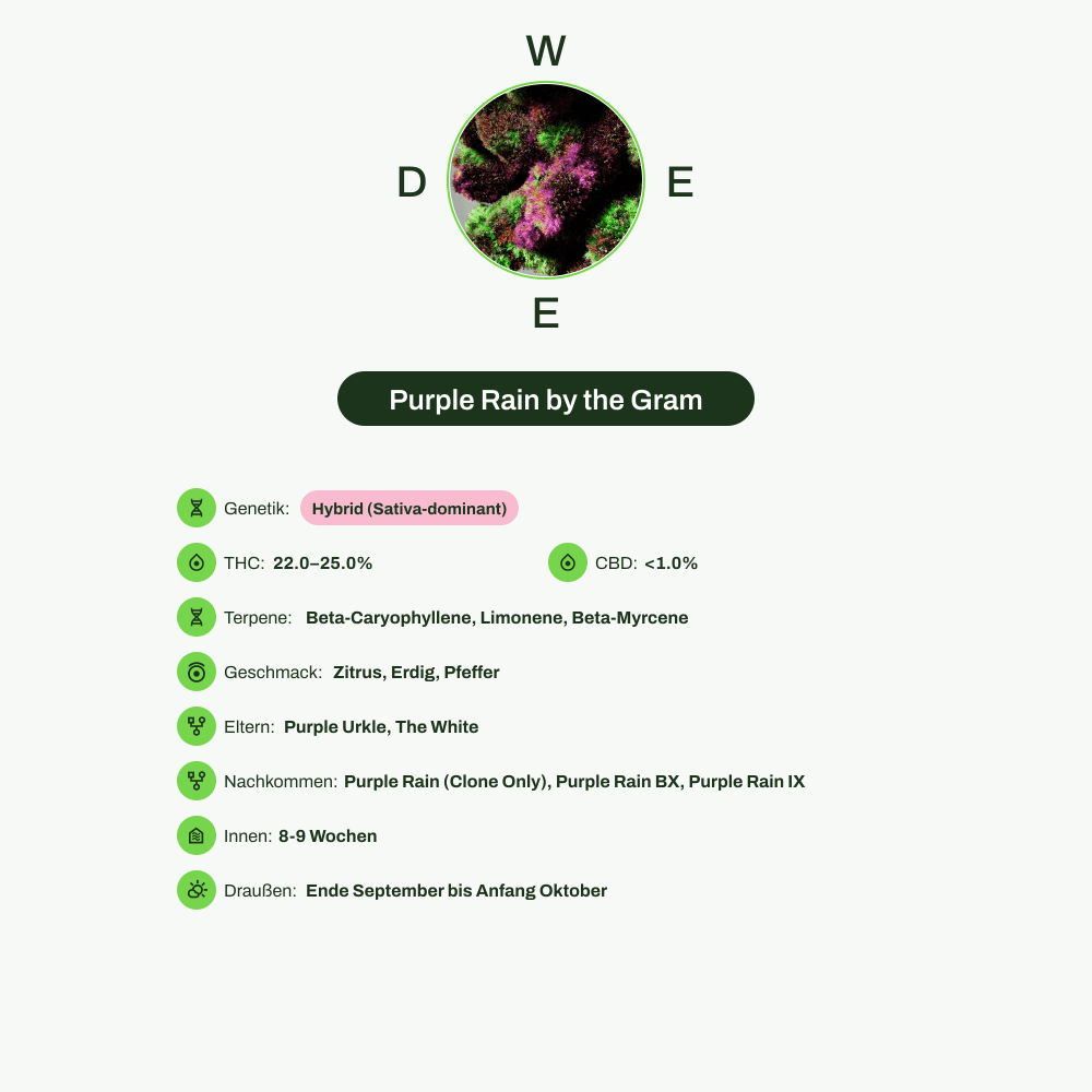 Infografik über THC-Gehalt, CBD-Gehalt, Terpene, Wirkungen, Geschmack von Purple Rain by the Gram