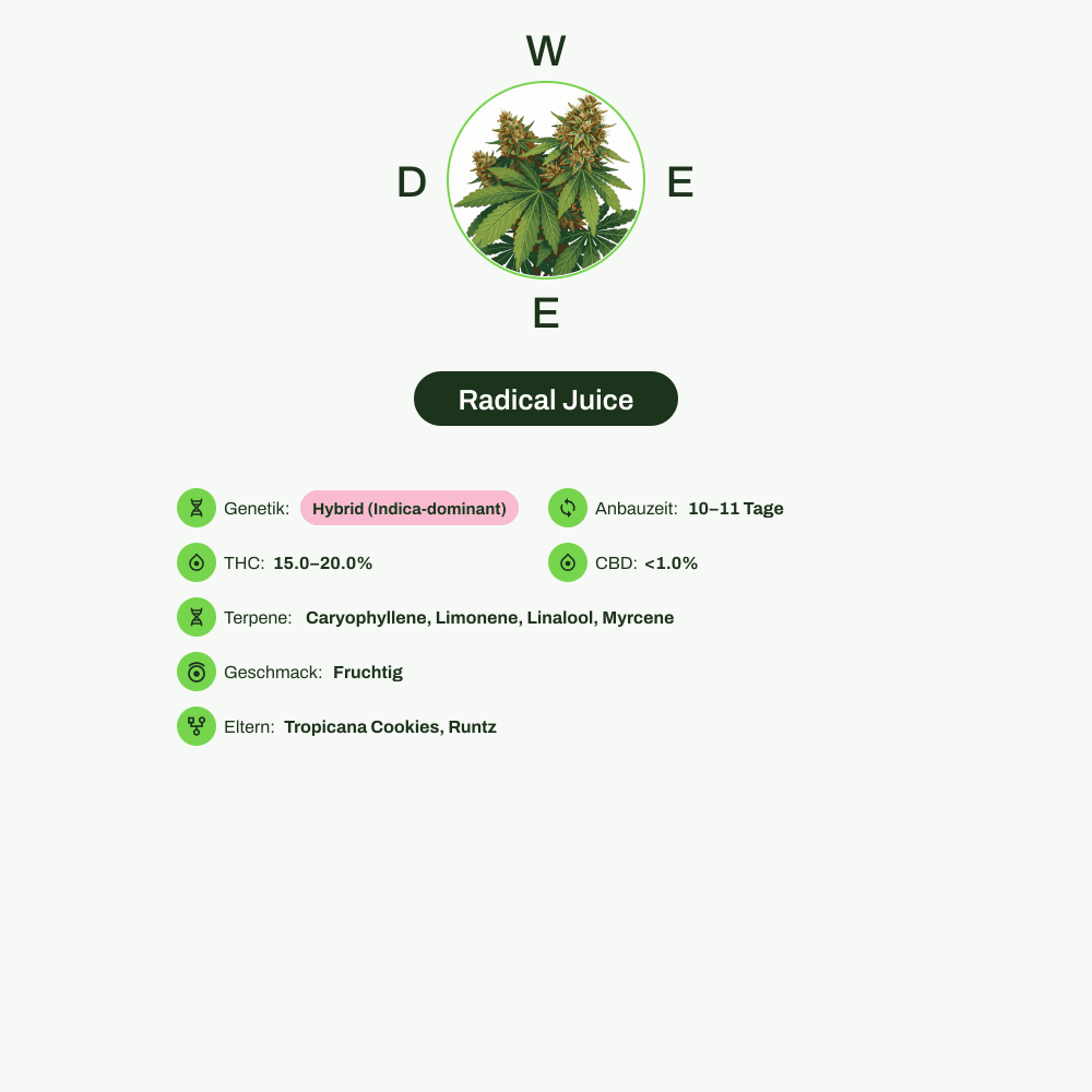 Infografik über THC-Gehalt, CBD-Gehalt, Terpene, Wirkungen, Geschmack von Radical Juice
