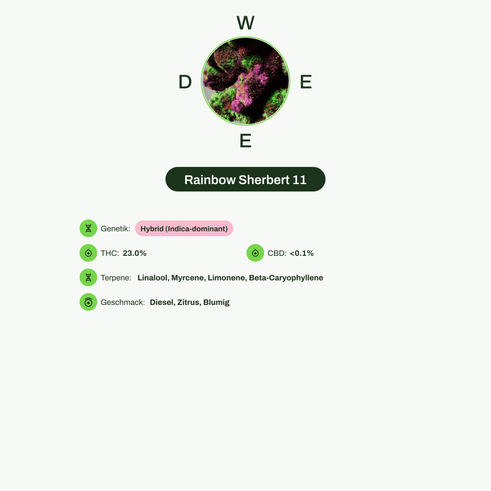 Infografik über THC-Gehalt, CBD-Gehalt, Terpene, Wirkungen, Geschmack von Rainbow Sherbert 11