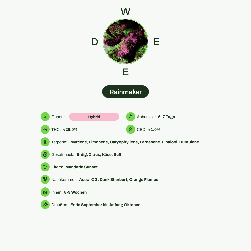 Infografik über THC-Gehalt, CBD-Gehalt, Terpene, Wirkungen, Geschmack von Rainmaker
