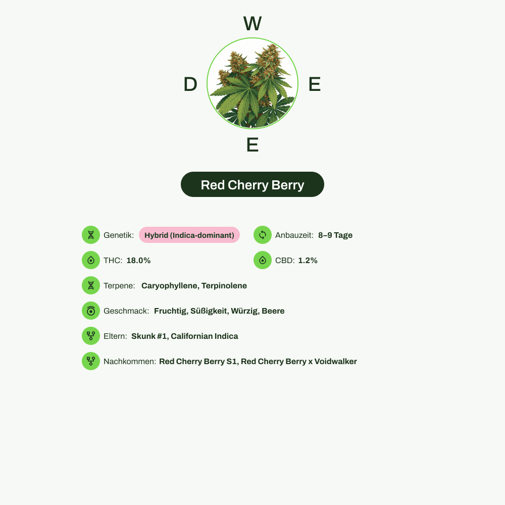 Infografik über THC-Gehalt, CBD-Gehalt, Terpene, Wirkungen, Geschmack von Red Cherry Berry