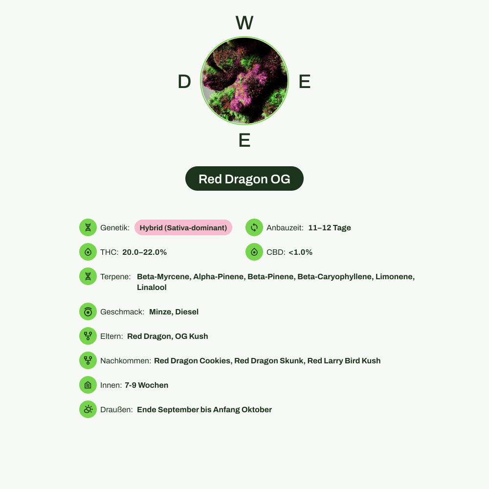 Infografik über THC-Gehalt, CBD-Gehalt, Terpene, Wirkungen, Geschmack von Red Dragon OG
