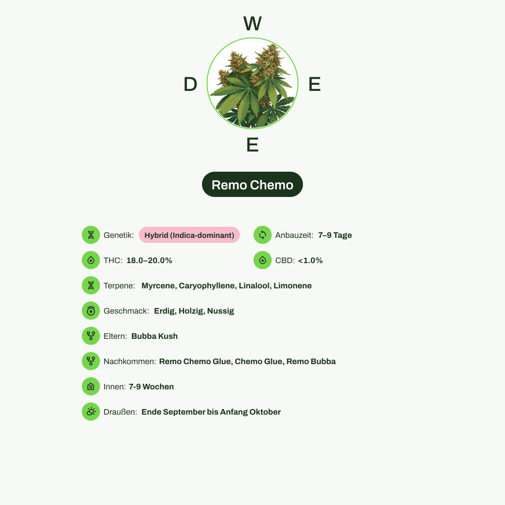 Infografik über THC-Gehalt, CBD-Gehalt, Terpene, Wirkungen, Geschmack von Remo Chemo