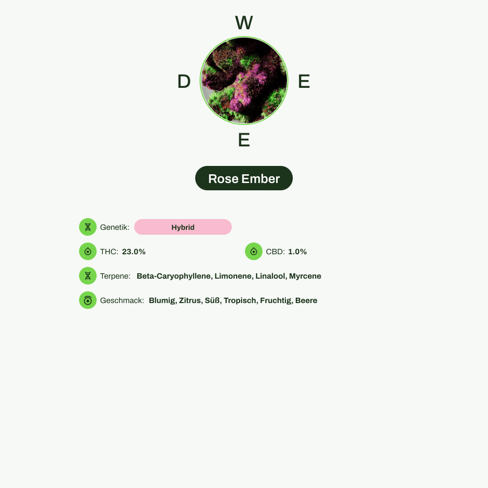 Infografik über THC-Gehalt, CBD-Gehalt, Terpene, Wirkungen, Geschmack von Rose Ember