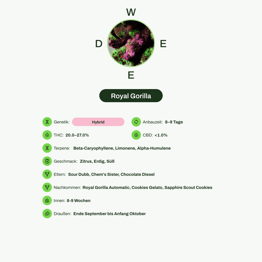 Infografik über THC-Gehalt, CBD-Gehalt, Terpene, Wirkungen, Geschmack von Royal Gorilla