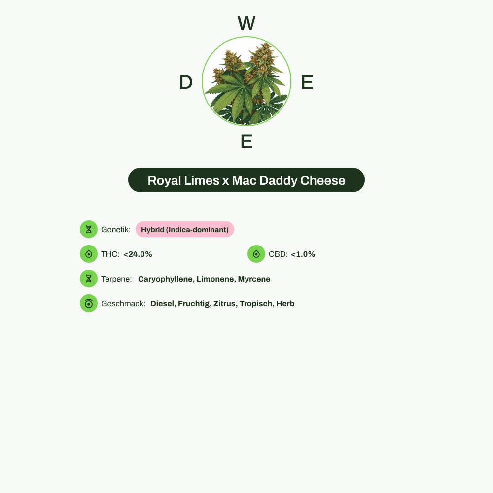 Infografik über THC-Gehalt, CBD-Gehalt, Terpene, Wirkungen, Geschmack von Royal Limes x Mac Daddy Cheese