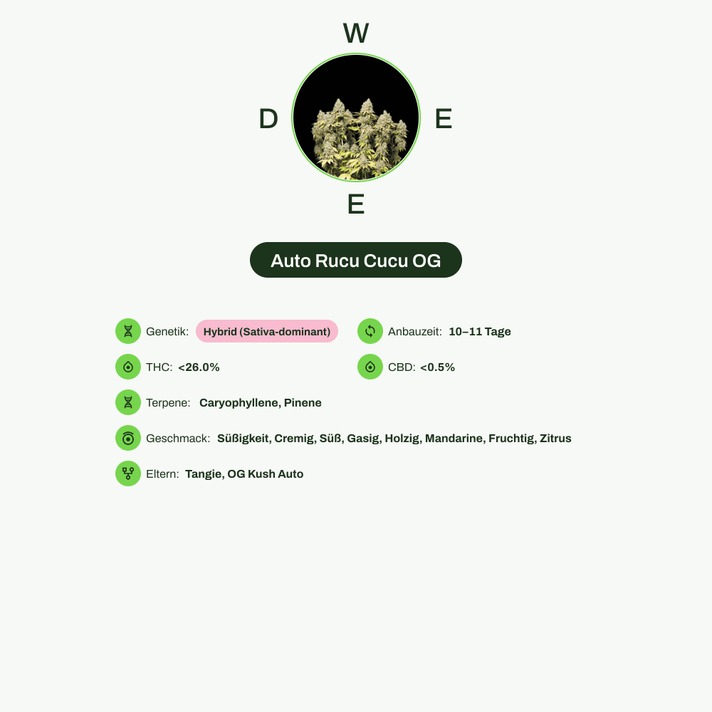 Infografik über THC-Gehalt, CBD-Gehalt, Terpene, Wirkungen, Geschmack von Auto Rucu Cucu OG