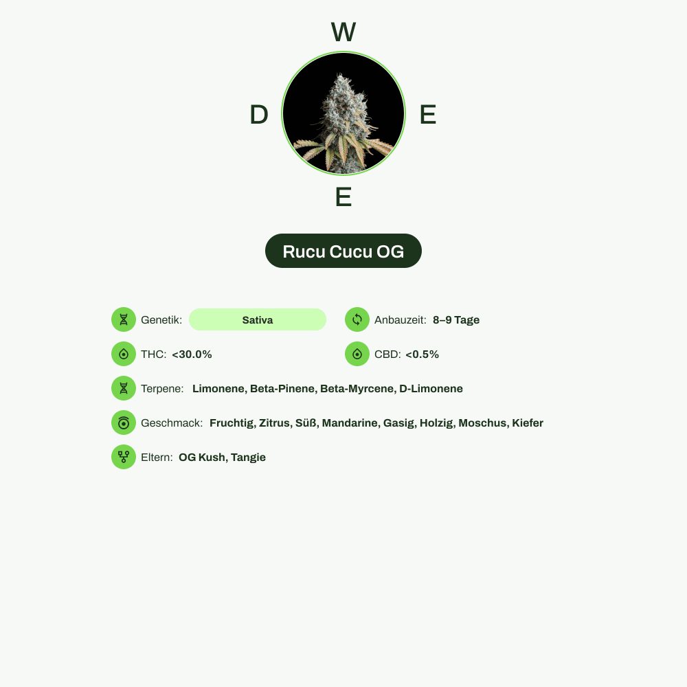 Infografik über THC-Gehalt, CBD-Gehalt, Terpene, Wirkungen, Geschmack von Rucu Cucu OG