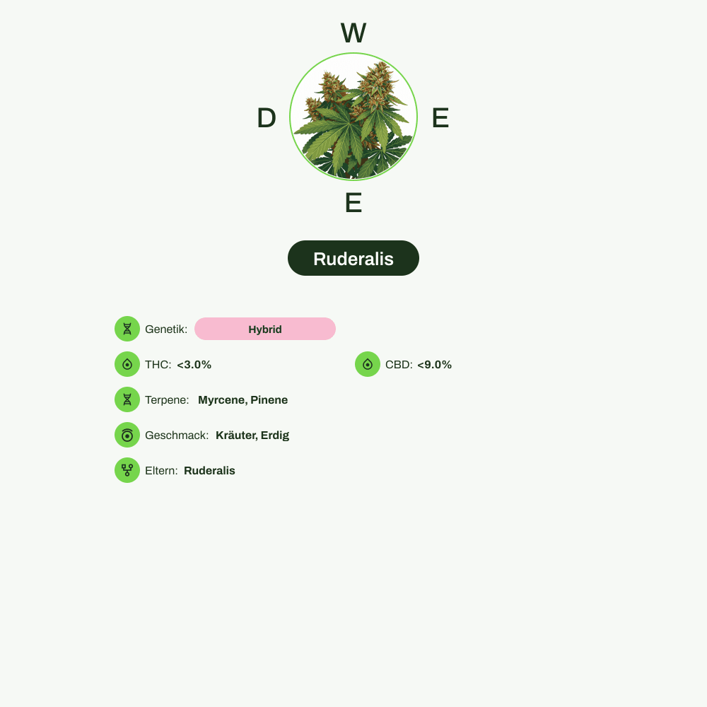 Infografik über THC-Gehalt, CBD-Gehalt, Terpene, Wirkungen, Geschmack von Ruderalis
