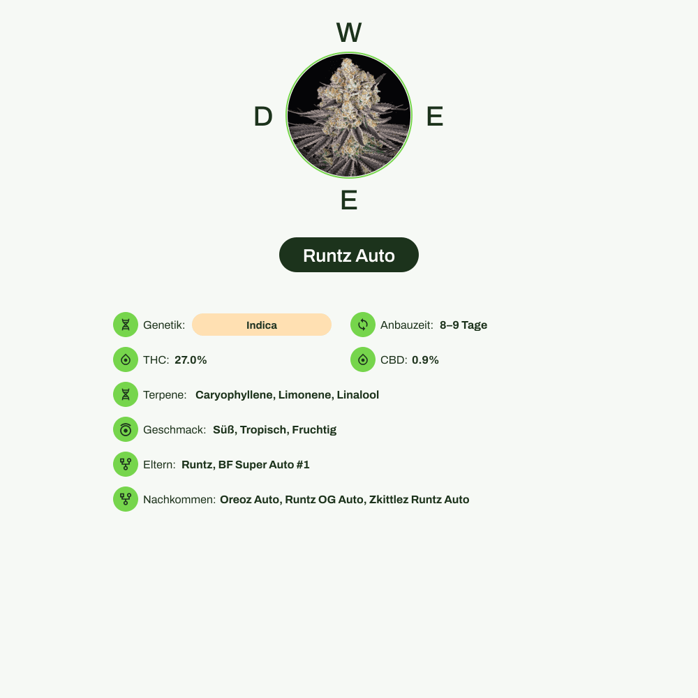 Infografik über THC-Gehalt, CBD-Gehalt, Terpene, Wirkungen, Geschmack von Runtz Auto