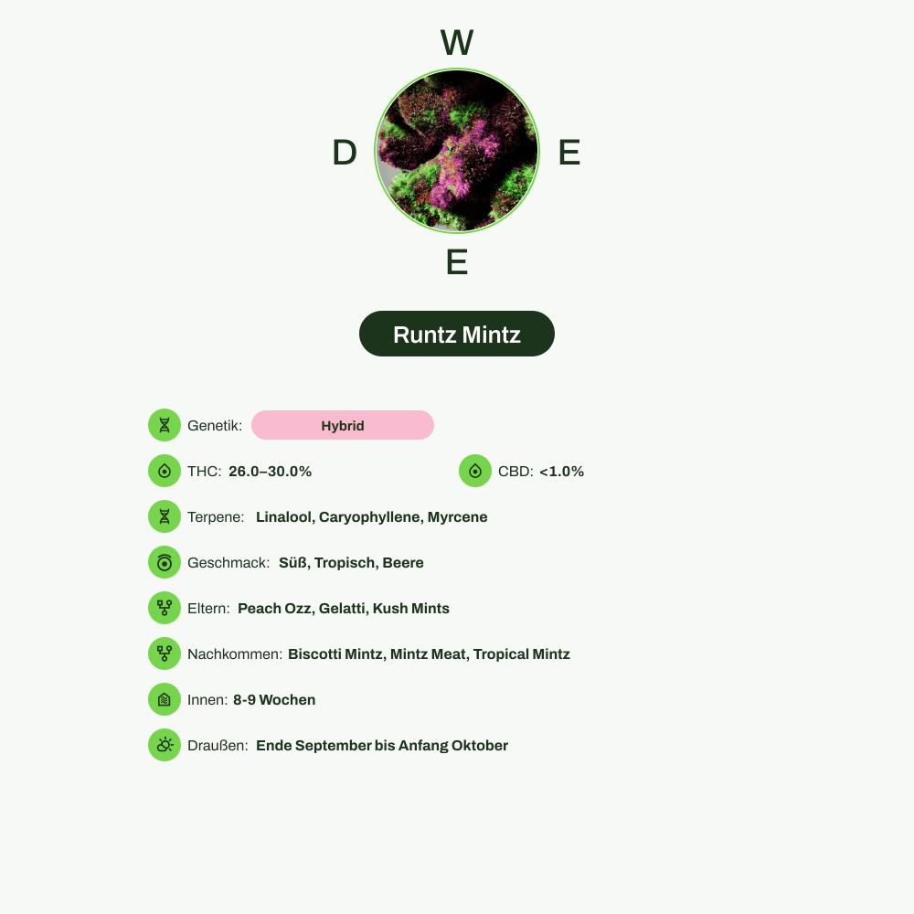 Infografik über THC-Gehalt, CBD-Gehalt, Terpene, Wirkungen, Geschmack von Runtz Mintz
