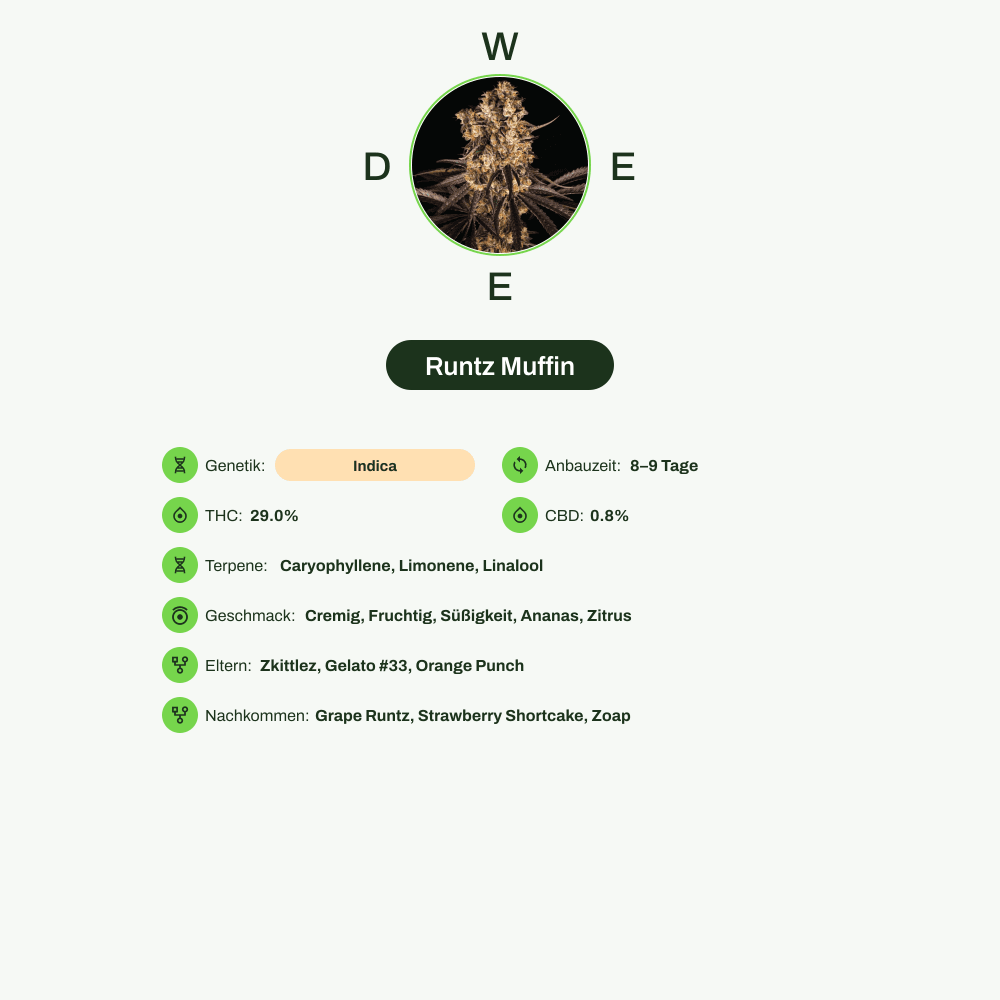Infografik über THC-Gehalt, CBD-Gehalt, Terpene, Wirkungen, Geschmack von Runtz Muffin