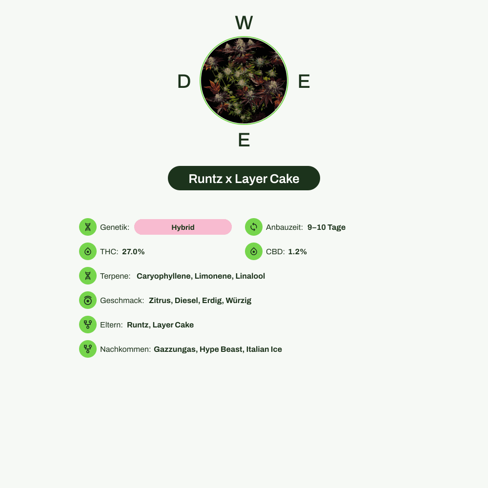 Infografik über THC-Gehalt, CBD-Gehalt, Terpene, Wirkungen, Geschmack von Runtz x Layer Cake