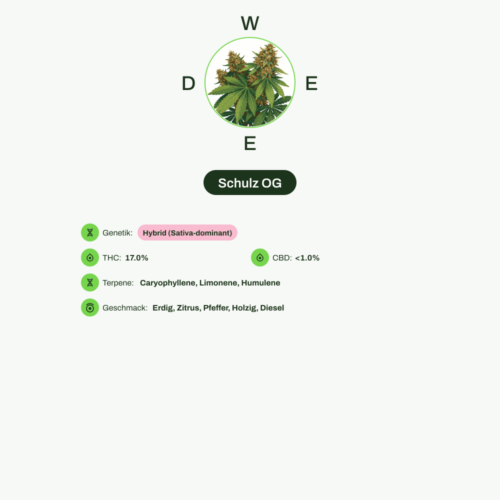 Infografik über THC-Gehalt, CBD-Gehalt, Terpene, Wirkungen, Geschmack von Schulz OG
