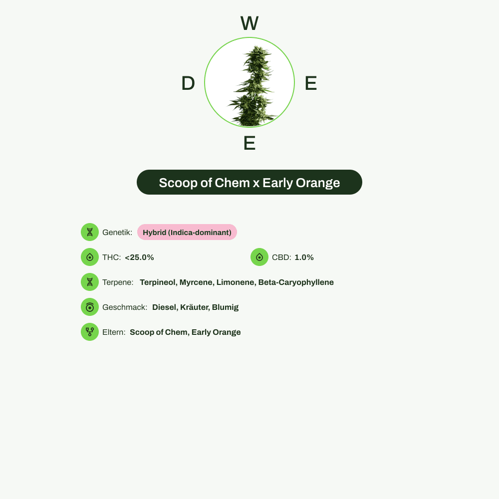 Infografik über THC-Gehalt, CBD-Gehalt, Terpene, Wirkungen, Geschmack von Scoop of Chem x Early Orange
