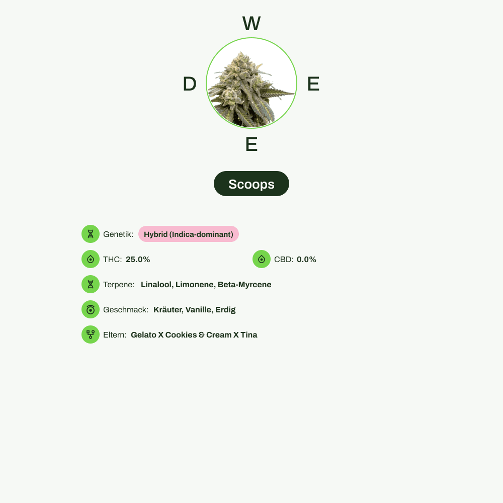 Infografik über THC-Gehalt, CBD-Gehalt, Terpene, Wirkungen, Geschmack von Scoops