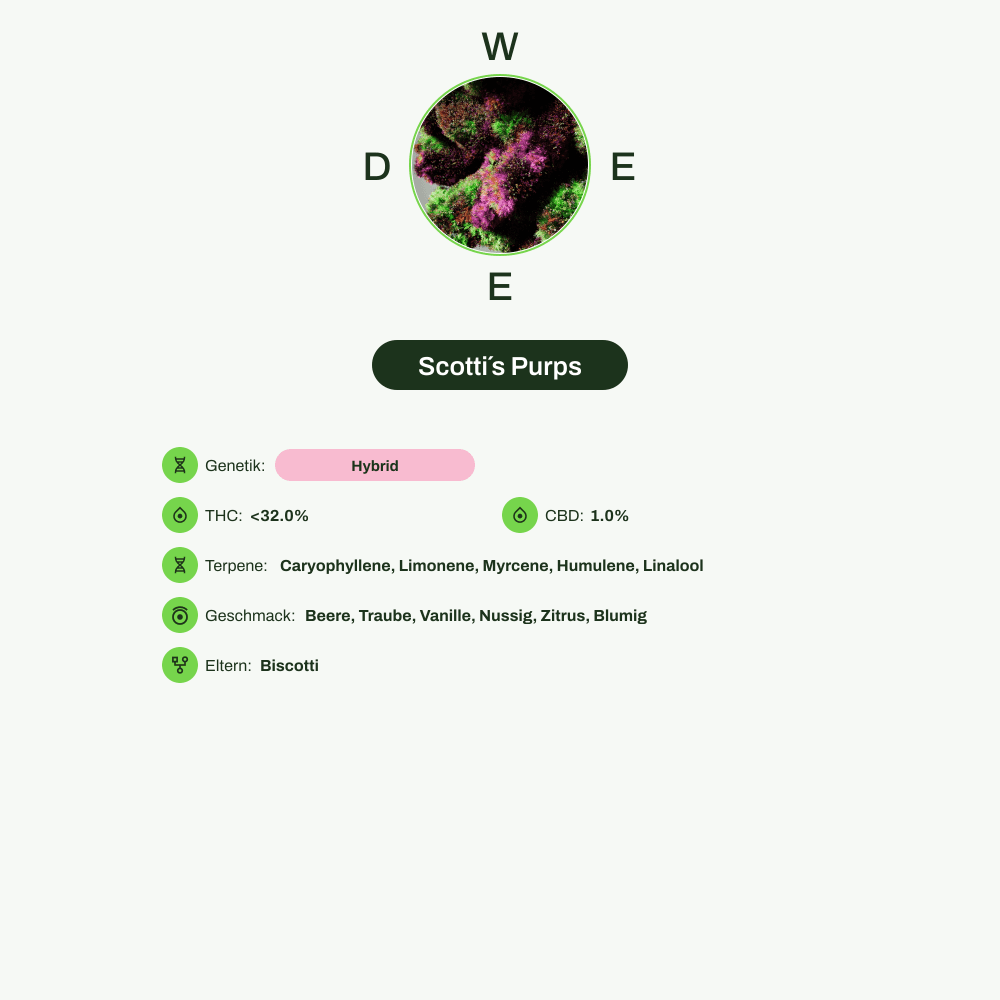 Infografik über THC-Gehalt, CBD-Gehalt, Terpene, Wirkungen, Geschmack von Scotti´s Purps