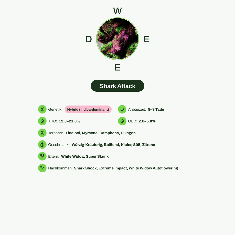 Infografik über THC-Gehalt, CBD-Gehalt, Terpene, Wirkungen, Geschmack von Shark Attack