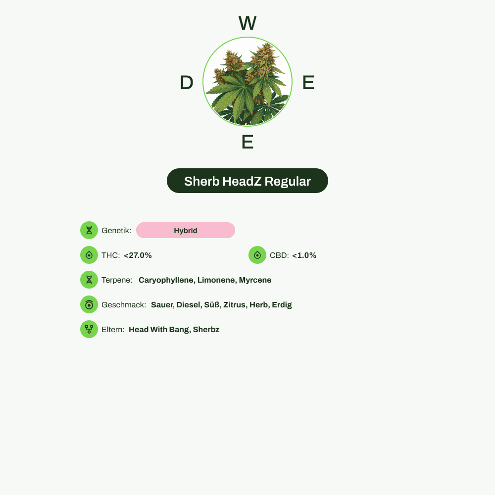 Infografik über THC-Gehalt, CBD-Gehalt, Terpene, Wirkungen, Geschmack von Sherb HeadZ Regular