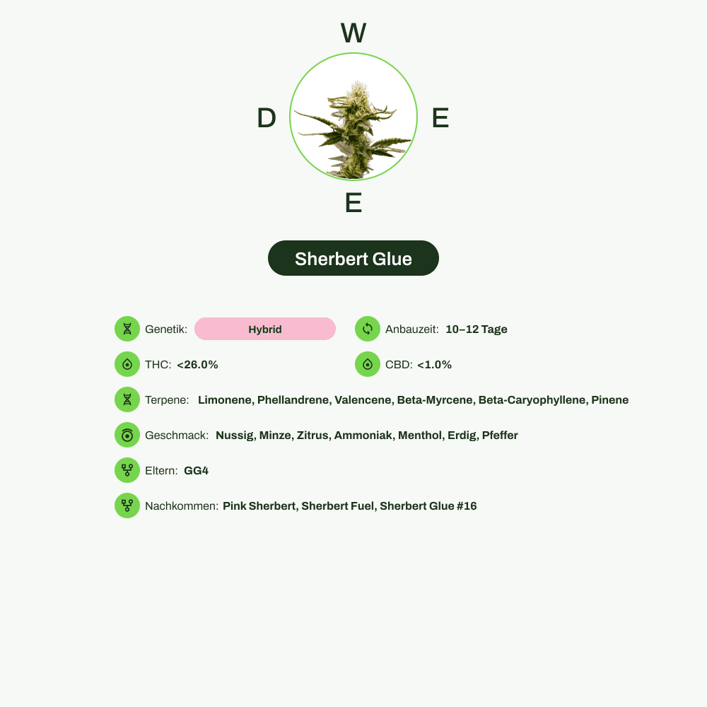 Infografik über THC-Gehalt, CBD-Gehalt, Terpene, Wirkungen, Geschmack von Sherbert Glue