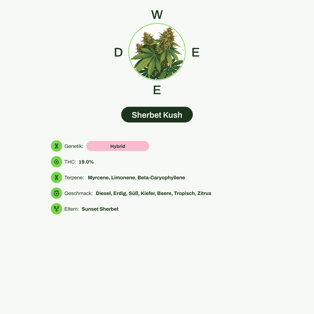 Infografik über THC-Gehalt, CBD-Gehalt, Terpene, Wirkungen, Geschmack von Sherbet Kush