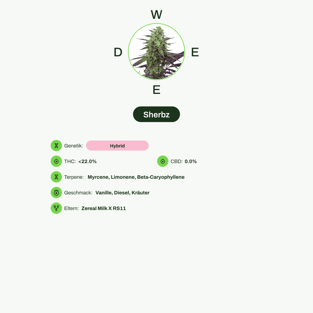 Infografik über THC-Gehalt, CBD-Gehalt, Terpene, Wirkungen, Geschmack von Sherbz