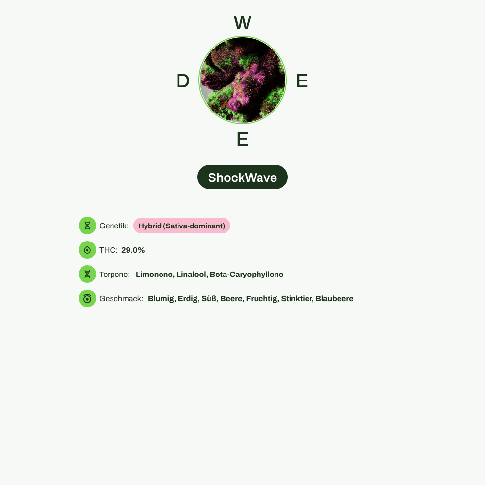 Infografik über THC-Gehalt, CBD-Gehalt, Terpene, Wirkungen, Geschmack von ShockWave