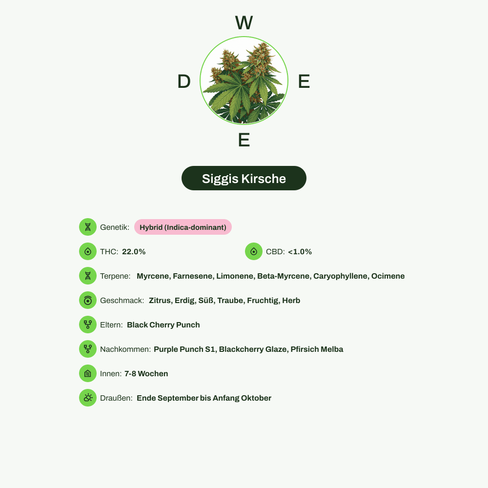 Infografik über THC-Gehalt, CBD-Gehalt, Terpene, Wirkungen, Geschmack von Siggis Kirsche
