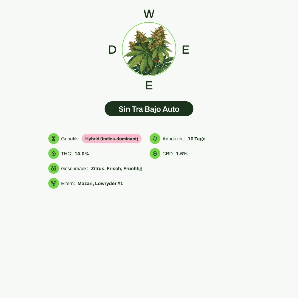 Infografik über THC-Gehalt, CBD-Gehalt, Terpene, Wirkungen, Geschmack von Sin Tra Bajo Auto