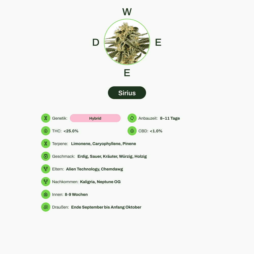 Infografik über THC-Gehalt, CBD-Gehalt, Terpene, Wirkungen, Geschmack von Sirius