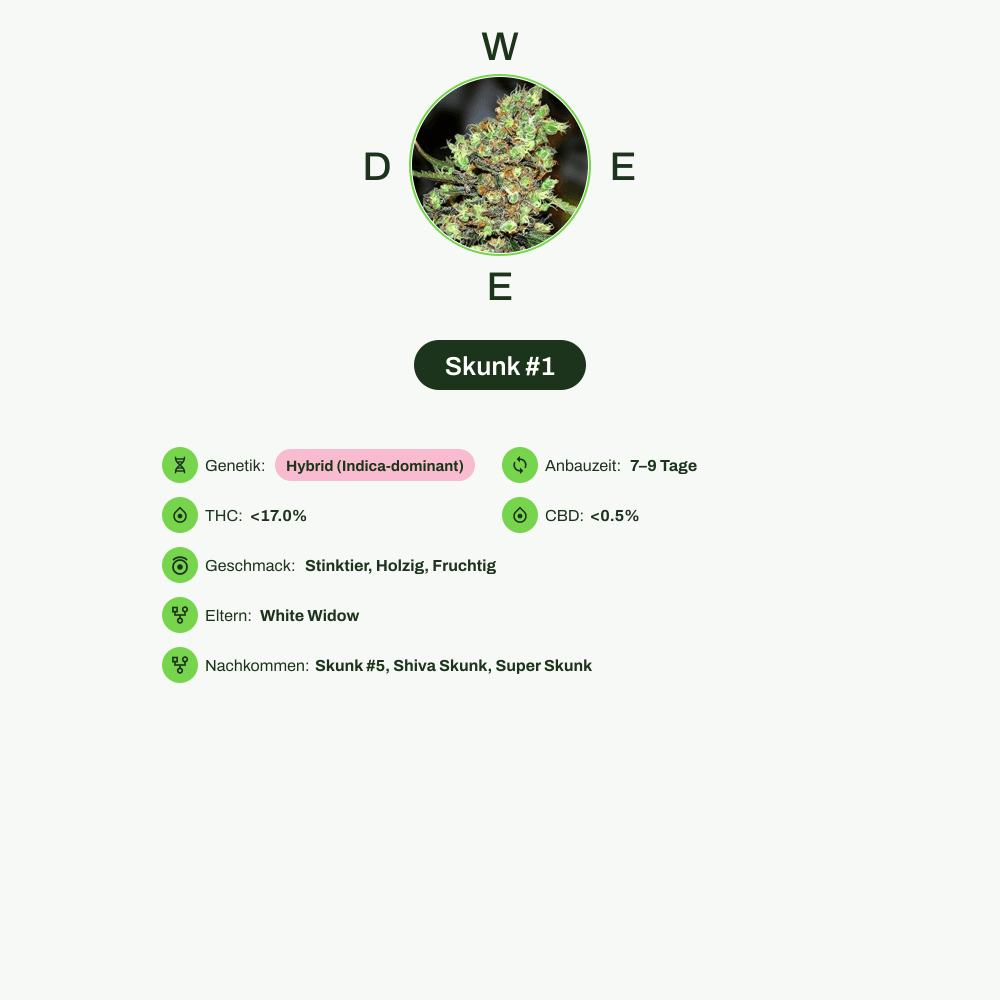 Infografik über THC-Gehalt, CBD-Gehalt, Wirkungen, Geschmack von Skunk #1