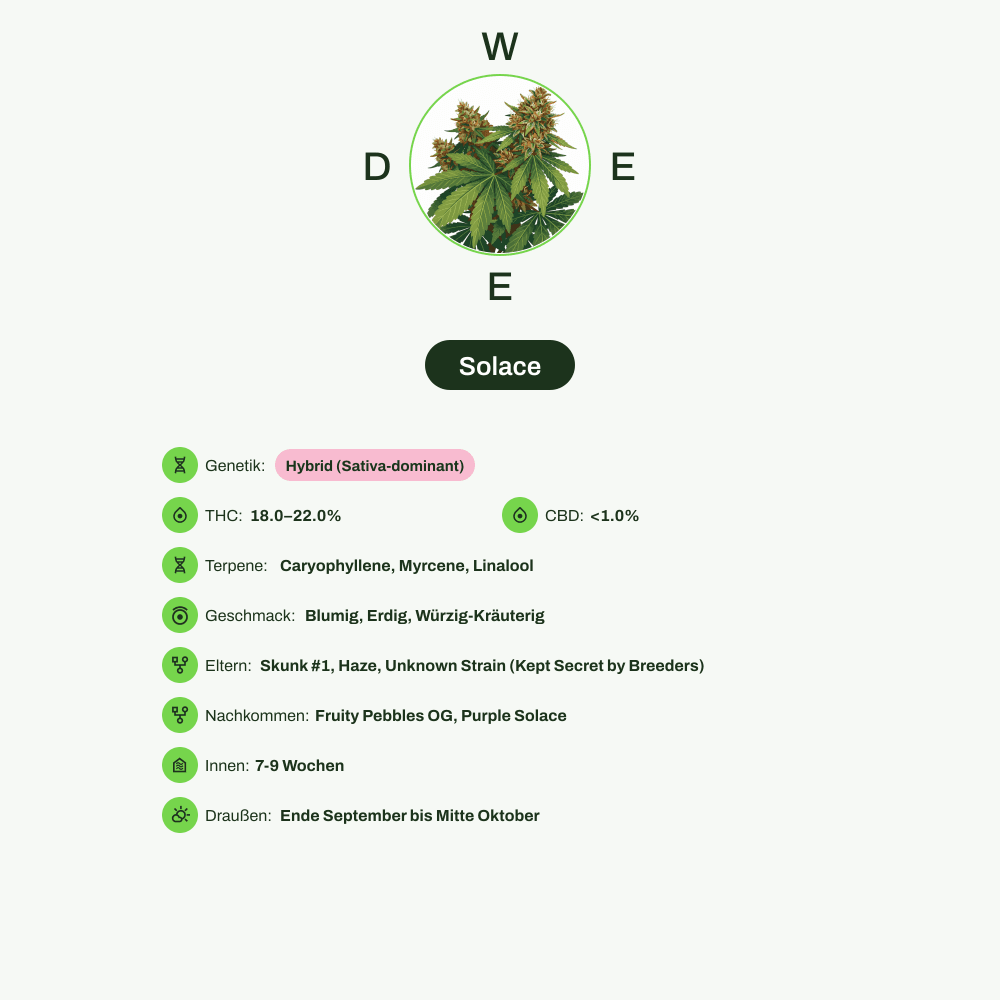 Infografik über THC-Gehalt, CBD-Gehalt, Terpene, Wirkungen, Geschmack von Solace