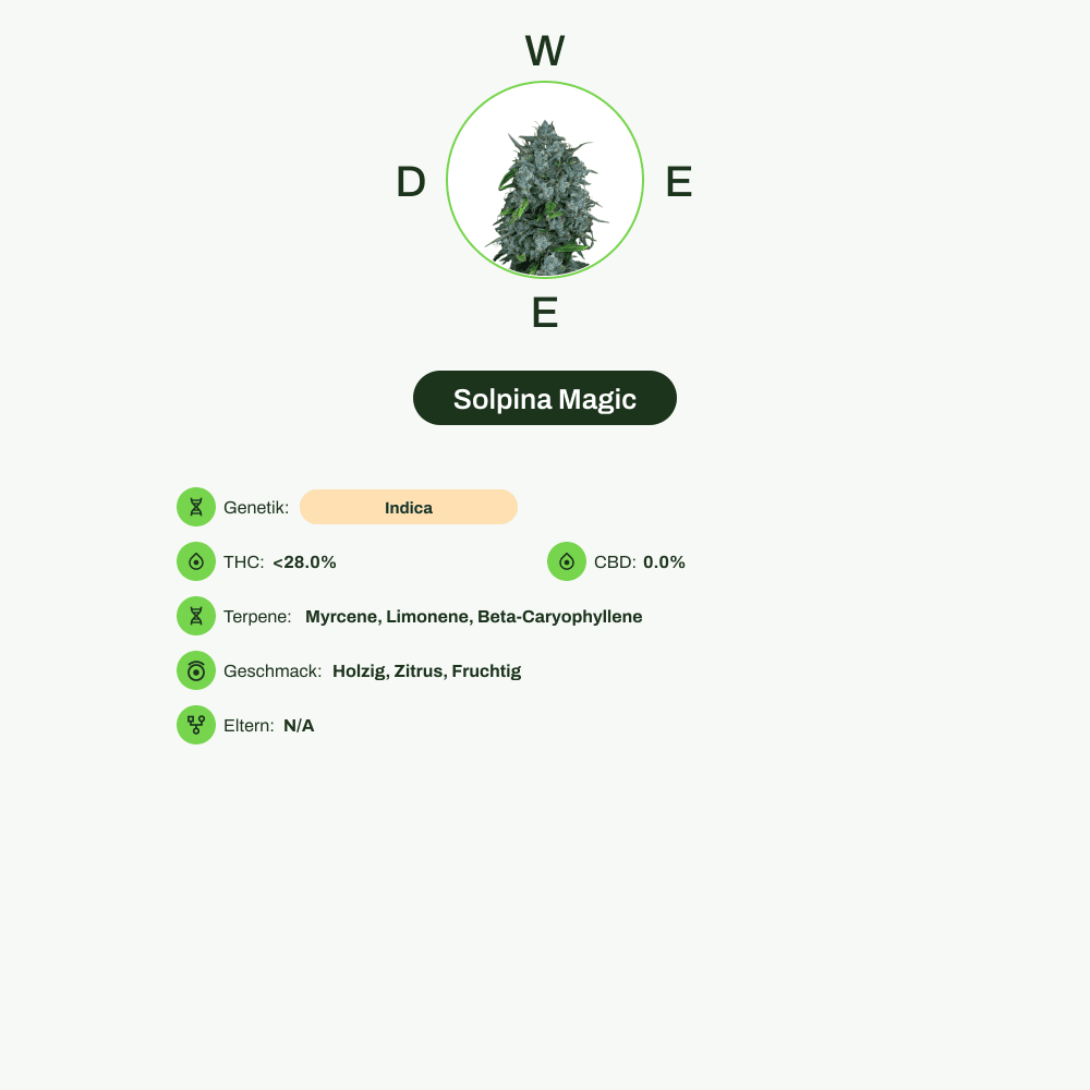Infografik über THC-Gehalt, CBD-Gehalt, Terpene, Wirkungen, Geschmack von Solpina Magic