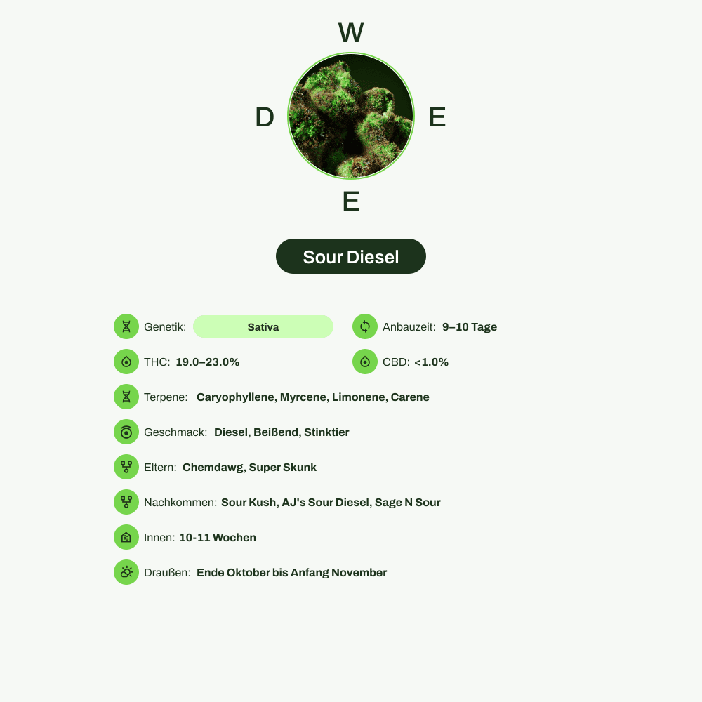 Infografik über THC-Gehalt, CBD-Gehalt, Terpene, Wirkungen, Geschmack von Sour Diesel