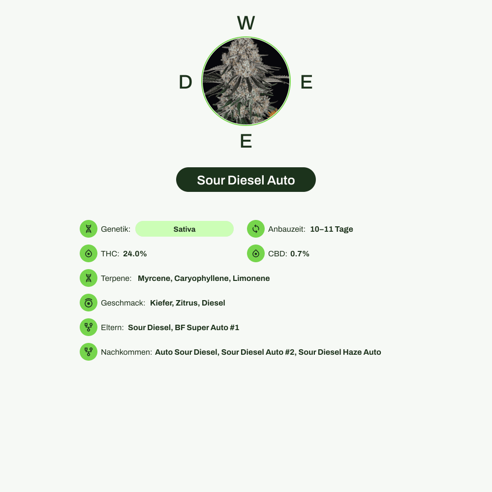 Infografik über THC-Gehalt, CBD-Gehalt, Terpene, Wirkungen, Geschmack von Sour Diesel Auto